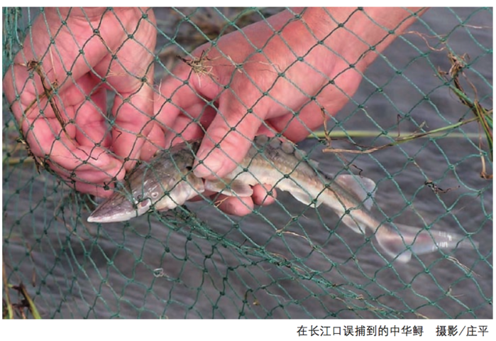 为什么说中华鲟是“爱国鱼”？？？ 