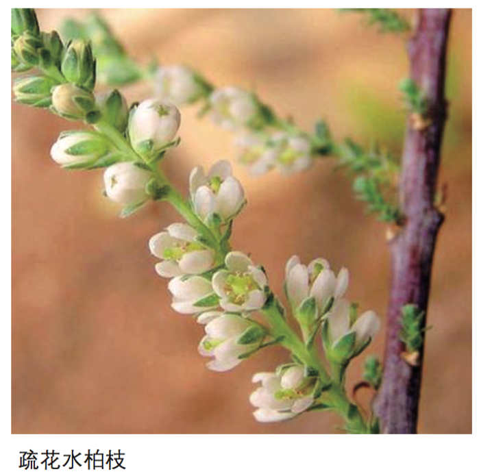 三峡蓄水这些年，，，关于植物；；ふ庖豢，，，交出了怎样的一张答卷呢？？？？？？ 