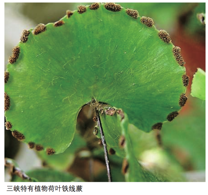 三峡蓄水这些年，，，关于植物；；ふ庖豢，，，交出了怎样的一张答卷呢？？？？？？ 