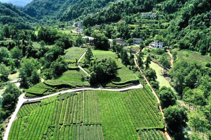 转山品茶 “茶马古道”走出新路 