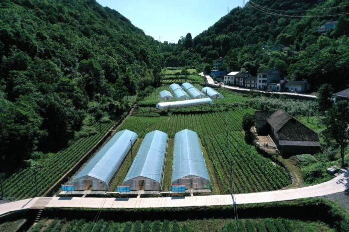 转山品茶 “茶马古道”走出新路 