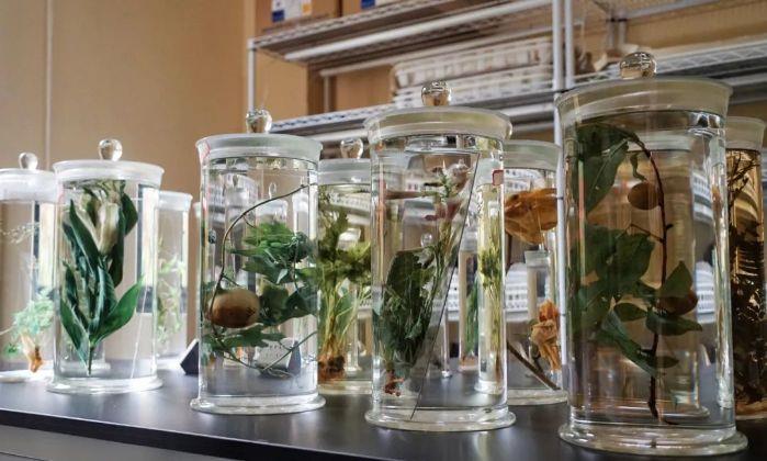 三峡集团长江珍稀植物研究所获评国家生态情形科普基地 